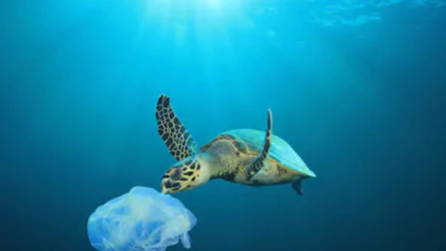 プラスチックによる海洋汚染